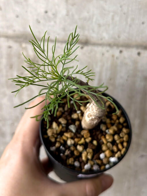 【現品限り】コミフォラ・クラウセリアーナ【W52】 Commiphora kraeuseliana【植物】塊根植物 夏型 コーデックス - 画像 (2)