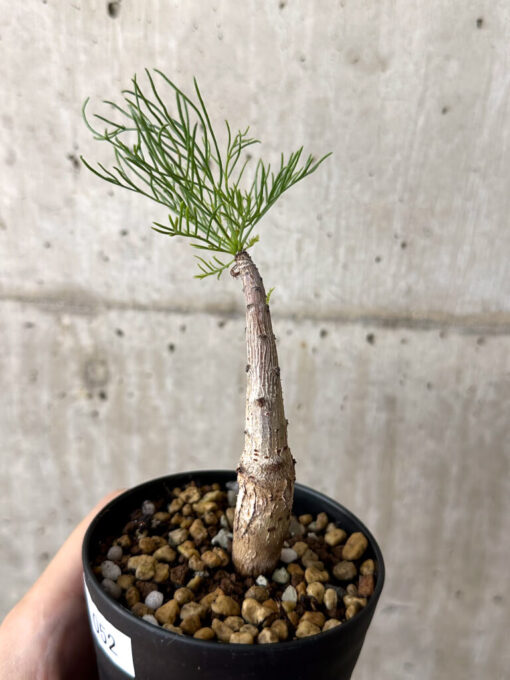 【現品限り】コミフォラ・クラウセリアーナ【W52】 Commiphora kraeuseliana【植物】塊根植物 夏型 コーデックス - 画像 (3)