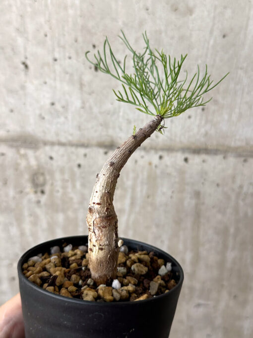 【現品限り】コミフォラ・クラウセリアーナ【W52】 Commiphora kraeuseliana【植物】塊根植物 夏型 コーデックス - 画像 (4)