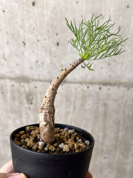 【現品限り】コミフォラ・クラウセリアーナ【W52】 Commiphora kraeuseliana【植物】塊根植物 夏型 コーデックス - 画像 (5)