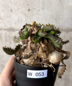 【現品限り】ユーフォルビア・ステラータ 飛竜【W53】 Euphorbia stellata【植物】塊根植物 夏型 コーデックス