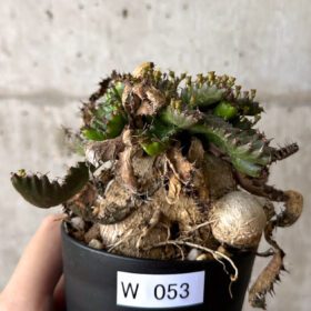 【現品限り】ユーフォルビア・ステラータ 飛竜【W53】 Euphorbia stellata【植物】塊根植物 夏型 コーデックス