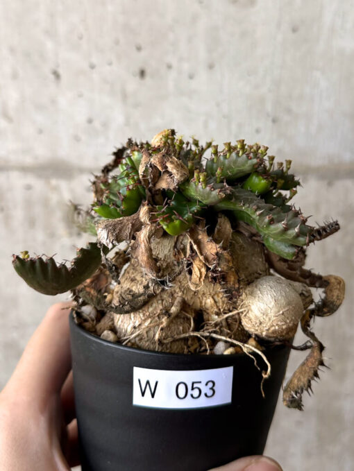 【現品限り】ユーフォルビア・ステラータ 飛竜【W53】 Euphorbia stellata【植物】塊根植物 夏型 コーデックス