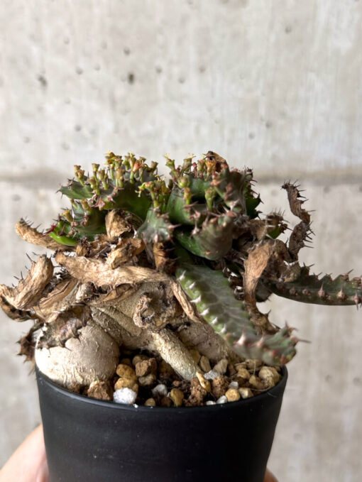 【現品限り】ユーフォルビア・ステラータ 飛竜【W53】 Euphorbia stellata【植物】塊根植物 夏型 コーデックス - 画像 (4)