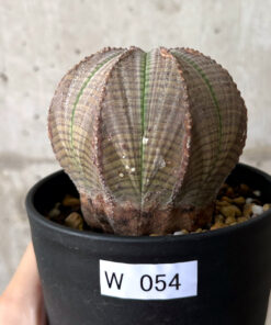 【現品限り】ユーフォルビア・オベサ【W54】 Euphorbia obesa【植物】塊根植物 夏型 コーデックス