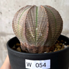 【現品限り】ユーフォルビア・オベサ【W54】 Euphorbia obesa【植物】塊根植物 夏型 コーデックス