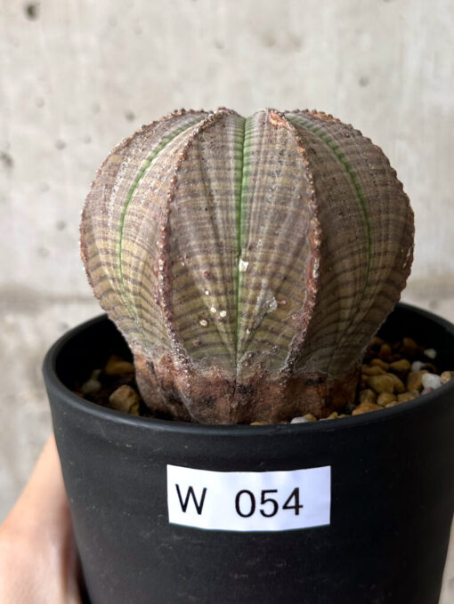 【現品限り】ユーフォルビア・オベサ【W54】 Euphorbia obesa【植物】塊根植物 夏型 コーデックス