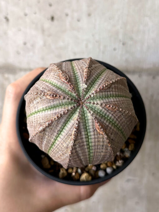 【現品限り】ユーフォルビア・オベサ【W54】 Euphorbia obesa【植物】塊根植物 夏型 コーデックス - 画像 (2)