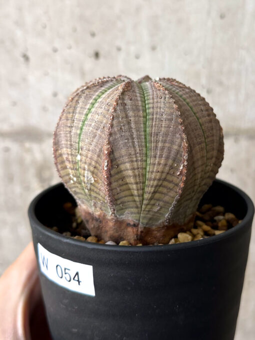 【現品限り】ユーフォルビア・オベサ【W54】 Euphorbia obesa【植物】塊根植物 夏型 コーデックス - 画像 (3)
