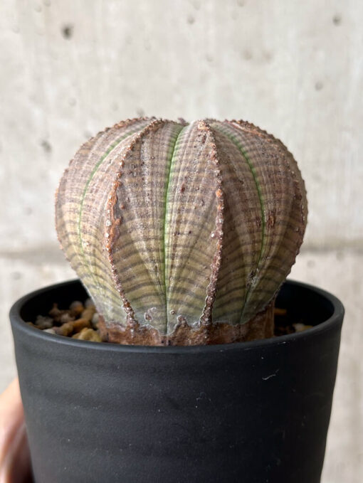 【現品限り】ユーフォルビア・オベサ【W54】 Euphorbia obesa【植物】塊根植物 夏型 コーデックス - 画像 (4)