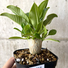 【現品限り】パキポディウム・ウィンゾリー 実生【W55】 Pachypodium windsorii【植物】塊根植物 夏型 コーデックス
