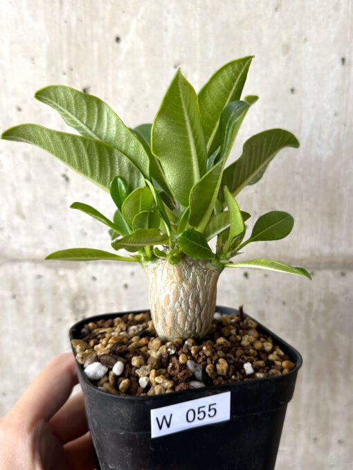 【現品限り】パキポディウム・ウィンゾリー 実生【W55】 Pachypodium windsorii【植物】塊根植物 夏型 コーデックス