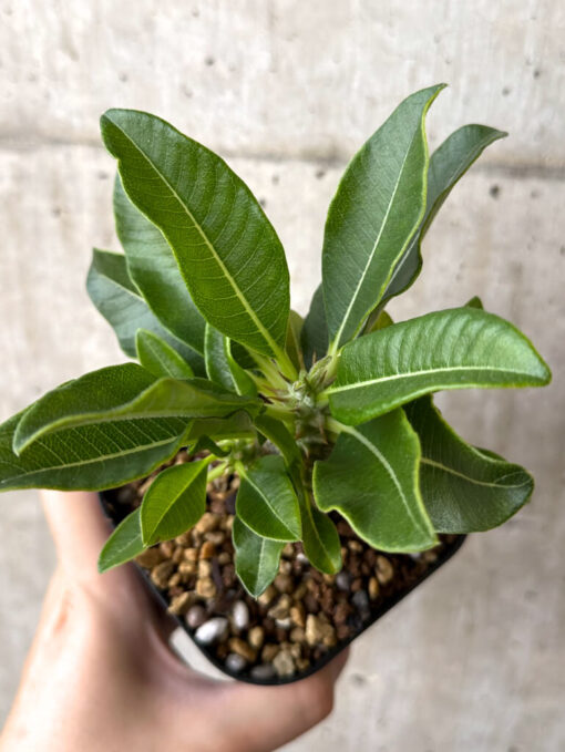 【現品限り】パキポディウム・ウィンゾリー 実生【W55】 Pachypodium windsorii【植物】塊根植物 夏型 コーデックス - 画像 (2)