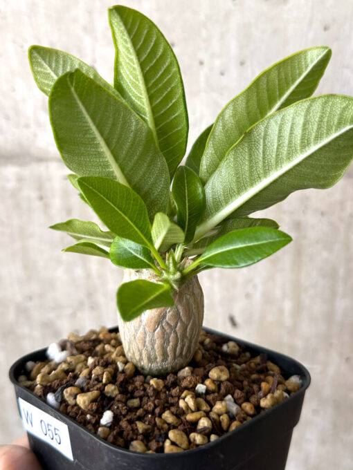 【現品限り】パキポディウム・ウィンゾリー 実生【W55】 Pachypodium windsorii【植物】塊根植物 夏型 コーデックス - 画像 (3)