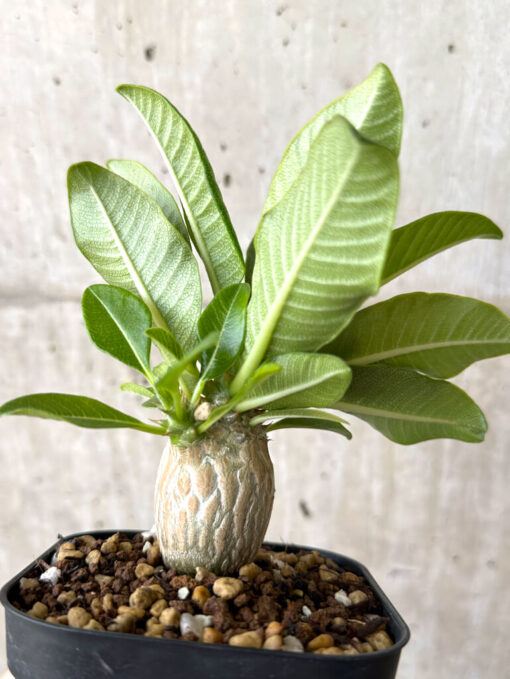 【現品限り】パキポディウム・ウィンゾリー 実生【W55】 Pachypodium windsorii【植物】塊根植物 夏型 コーデックス - 画像 (4)
