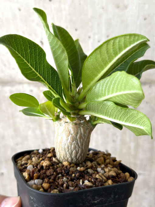 【現品限り】パキポディウム・ウィンゾリー 実生【W55】 Pachypodium windsorii【植物】塊根植物 夏型 コーデックス - 画像 (5)