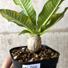【現品限り】パキポディウム・ウィンゾリー 実生【W56】 Pachypodium windsorii【植物】塊根植物 夏型 コーデックス
