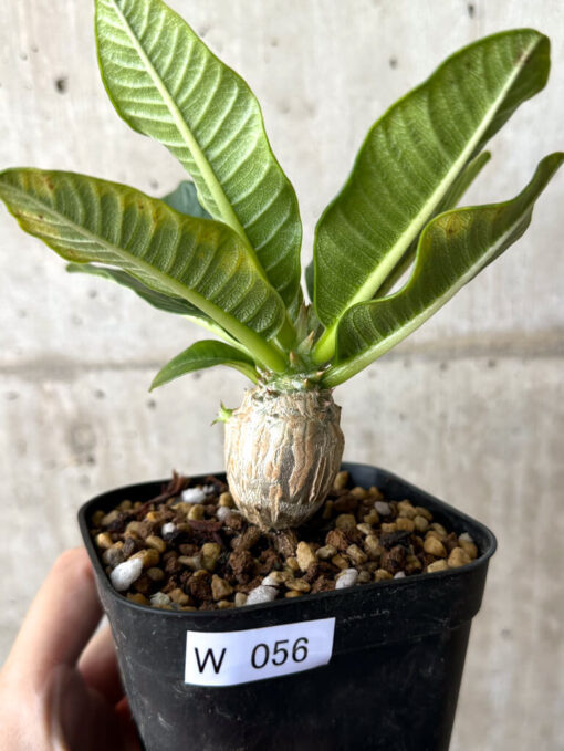 【現品限り】パキポディウム・ウィンゾリー 実生【W56】 Pachypodium windsorii【植物】塊根植物 夏型 コーデックス
