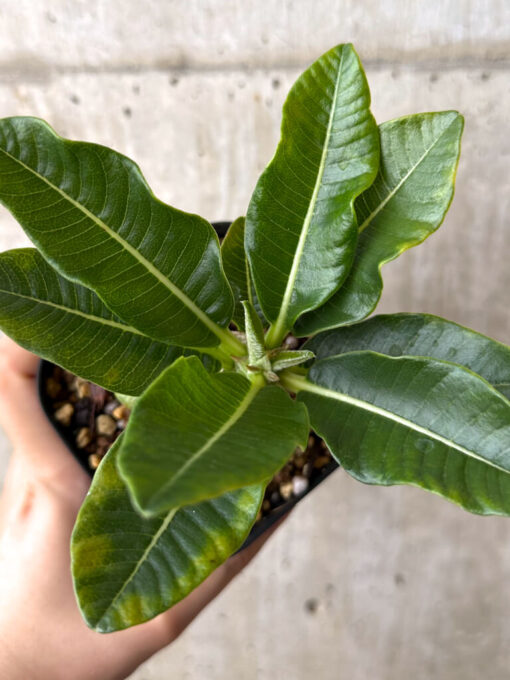 【現品限り】パキポディウム・ウィンゾリー 実生【W56】 Pachypodium windsorii【植物】塊根植物 夏型 コーデックス - 画像 (2)