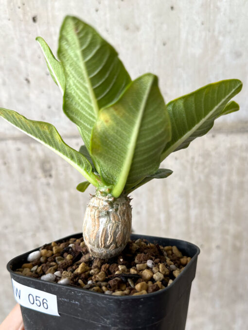 【現品限り】パキポディウム・ウィンゾリー 実生【W56】 Pachypodium windsorii【植物】塊根植物 夏型 コーデックス - 画像 (3)