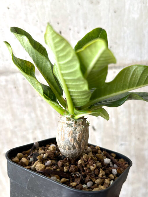 【現品限り】パキポディウム・ウィンゾリー 実生【W56】 Pachypodium windsorii【植物】塊根植物 夏型 コーデックス - 画像 (4)