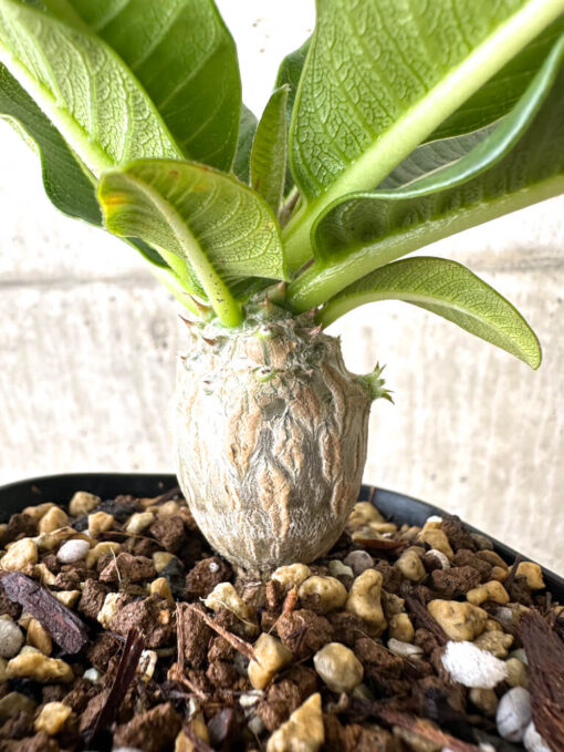 【現品限り】パキポディウム・ウィンゾリー 実生【W56】 Pachypodium windsorii【植物】塊根植物 夏型 コーデックス - 画像 (5)