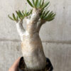 【現品限り】パキポディウム・イノピナーツム 現地株 長期管理【W57】 Pachypodium inopinatum【植物】塊根植物 夏型 コーデックス