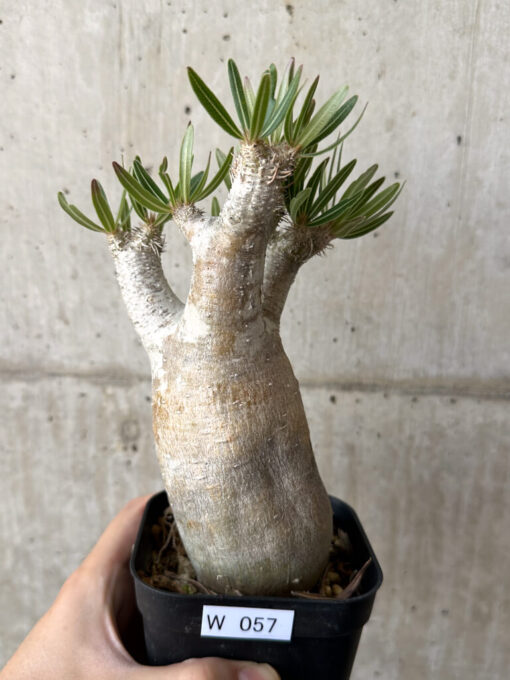 【現品限り】パキポディウム・イノピナーツム 現地株 長期管理【W57】 Pachypodium inopinatum【植物】塊根植物 夏型 コーデックス