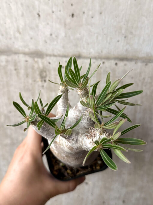 【現品限り】パキポディウム・イノピナーツム 現地株 長期管理【W57】 Pachypodium inopinatum【植物】塊根植物 夏型 コーデックス - 画像 (2)
