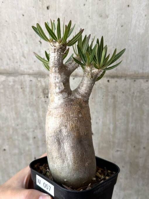 【現品限り】パキポディウム・イノピナーツム 現地株 長期管理【W57】 Pachypodium inopinatum【植物】塊根植物 夏型 コーデックス - 画像 (3)