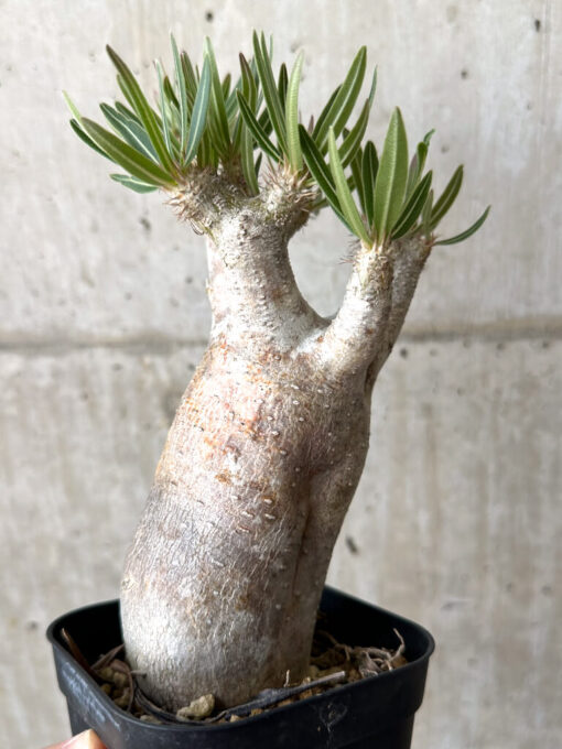 【現品限り】パキポディウム・イノピナーツム 現地株 長期管理【W57】 Pachypodium inopinatum【植物】塊根植物 夏型 コーデックス - 画像 (4)