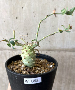 【現品限り】ユーフォルビア・ロンギツベルクローサ コレクション【W58】 Euphorbia longituberculosa【植物】塊根植物 夏型 コーデックス
