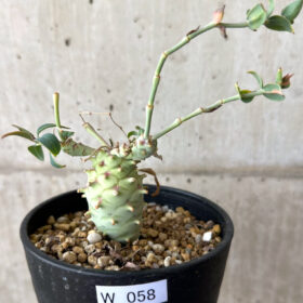 【現品限り】ユーフォルビア・ロンギツベルクローサ コレクション【W58】 Euphorbia longituberculosa【植物】塊根植物 夏型 コーデックス