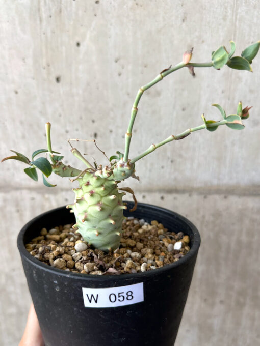 【現品限り】ユーフォルビア・ロンギツベルクローサ コレクション【W58】 Euphorbia longituberculosa【植物】塊根植物 夏型 コーデックス