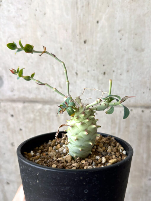 【現品限り】ユーフォルビア・ロンギツベルクローサ コレクション【W58】 Euphorbia longituberculosa【植物】塊根植物 夏型 コーデックス - 画像 (4)