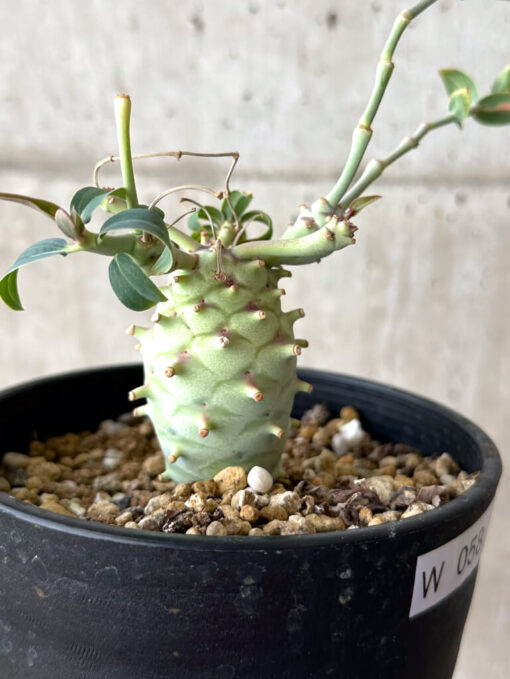 【現品限り】ユーフォルビア・ロンギツベルクローサ コレクション【W58】 Euphorbia longituberculosa【植物】塊根植物 夏型 コーデックス - 画像 (5)