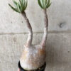 【現品限り】パキポディウム・グラキリス 現地株 発根済み 長期管理【W59】 Pachypodium gracilius【植物】塊根植物 夏型 コーデックス