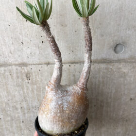 【現品限り】パキポディウム・グラキリス 現地株 発根済み 長期管理【W59】 Pachypodium gracilius【植物】塊根植物 夏型 コーデックス