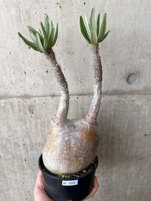 【現品限り】パキポディウム・グラキリス 現地株 発根済み 長期管理【W59】 Pachypodium gracilius【植物】塊根植物 夏型 コーデックス