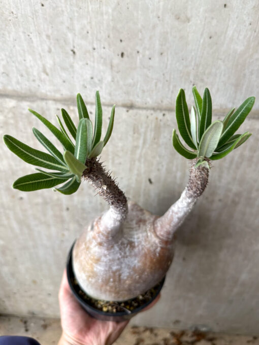 【現品限り】パキポディウム・グラキリス 現地株 発根済み 長期管理【W59】 Pachypodium gracilius【植物】塊根植物 夏型 コーデックス - 画像 (2)