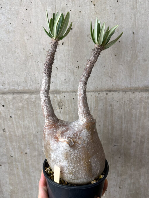 【現品限り】パキポディウム・グラキリス 現地株 発根済み 長期管理【W59】 Pachypodium gracilius【植物】塊根植物 夏型 コーデックス - 画像 (4)