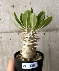 【現品限り】パキポディウム・デンシフローラム【W6】 Pachypodium densiflorum【植物】塊根植物 夏型 コーデックス