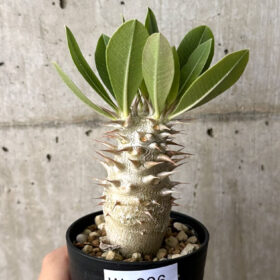 【現品限り】パキポディウム・デンシフローラム【W6】 Pachypodium densiflorum【植物】塊根植物 夏型 コーデックス