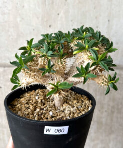 【現品限り】ユーフォルビア・ギラウミニアナ 実生 大株【W60】 Euphorbia guillauminiana【植物】塊根植物 夏型 コーデックス