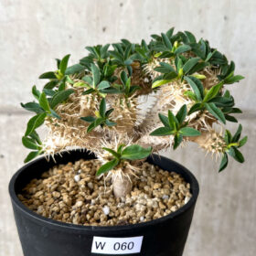 【現品限り】ユーフォルビア・ギラウミニアナ 実生 大株【W60】 Euphorbia guillauminiana【植物】塊根植物 夏型 コーデックス