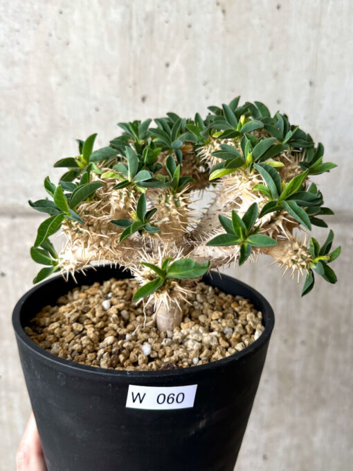 【現品限り】ユーフォルビア・ギラウミニアナ 実生 大株【W60】 Euphorbia guillauminiana【植物】塊根植物 夏型 コーデックス