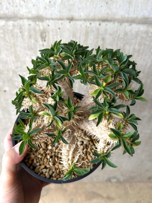 【現品限り】ユーフォルビア・ギラウミニアナ 実生 大株【W60】 Euphorbia guillauminiana【植物】塊根植物 夏型 コーデックス - 画像 (2)