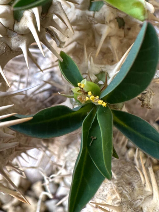 【現品限り】ユーフォルビア・ギラウミニアナ 実生 大株【W60】 Euphorbia guillauminiana【植物】塊根植物 夏型 コーデックス - 画像 (3)