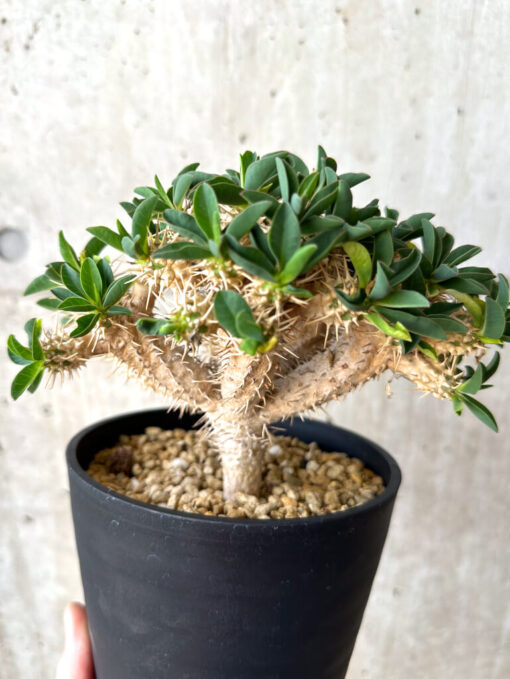【現品限り】ユーフォルビア・ギラウミニアナ 実生 大株【W60】 Euphorbia guillauminiana【植物】塊根植物 夏型 コーデックス - 画像 (4)
