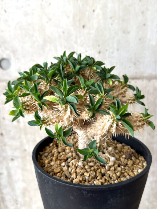 【現品限り】ユーフォルビア・ギラウミニアナ 実生 大株【W60】 Euphorbia guillauminiana【植物】塊根植物 夏型 コーデックス - 画像 (5)